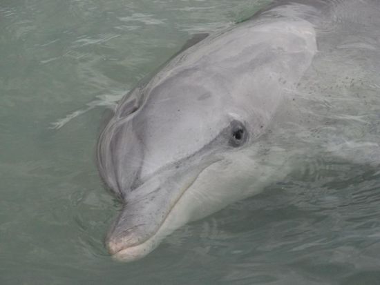 ...die hatte Flipper zum Lunch...