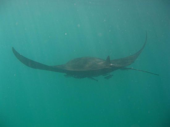 Auuhh, ein Manta Ray
3m Spannweite und ziemlich schnell 