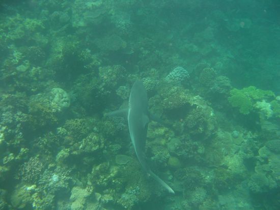 Reef shark black tip