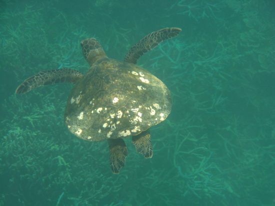 mit den turtles schwimmen laesst einen nur schmunzeln...