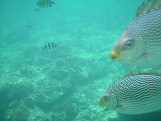 ... noch mehr Fische ...