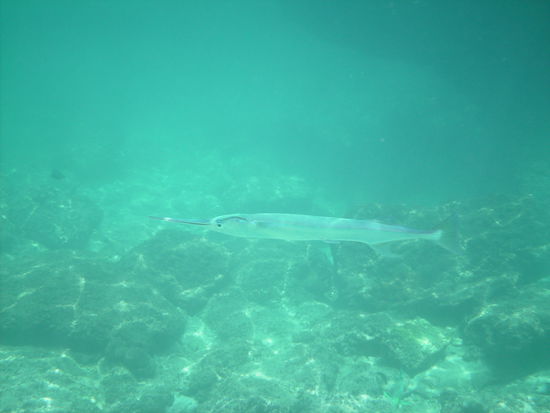 ... laaaanger Fisch ...