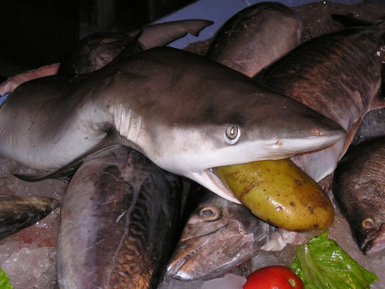 ...noch liegt er nicht in der Pfanne...