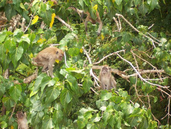 ...freilebende Affen am Strand...