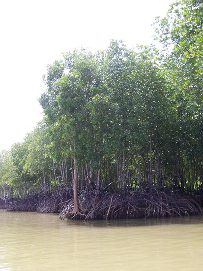 Mangroven