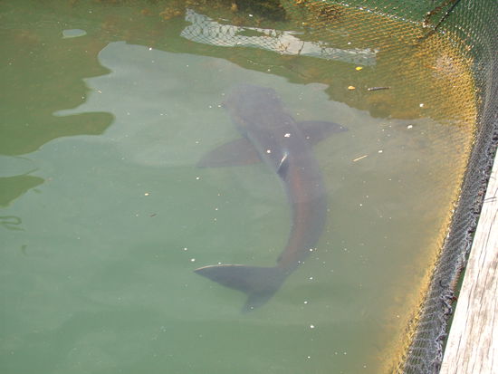 ... es gibt doch Haie !