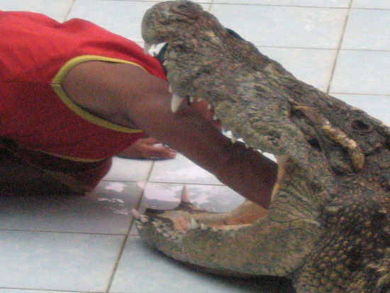 Das Kroko hat ca. 0,40 Euro! verschluckt!
Fuer Geld machen die "fast" alles !