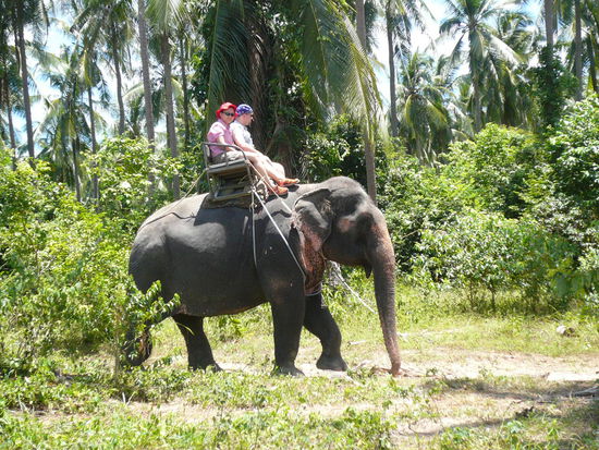 Von Links: Linda, Wong, Marcel und weiterhin Linda (die Elefantendame).