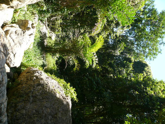 Ab durch in den Jungel...