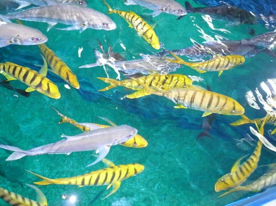 ... mit allerlei Fisch!