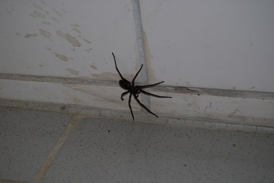 Eine nette Mitbewohnerin im Bungalow