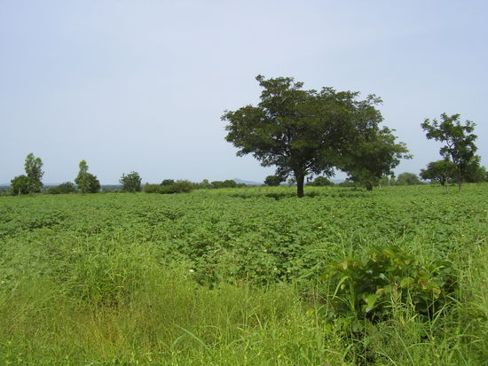 Dieses Bild hat nichts mit dem Inhalt dieses Kapitels zu tun. Ich habe diese Woche nämlich keine Fotos gemacht. Aber es ist schön grün.