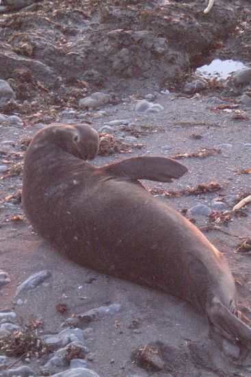 Elefant Seals,davon lagen 30 am Strand