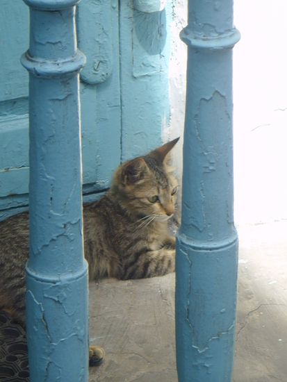Eine Katze im Braod Lands, die es liebt ungesehen in mein Zimmer zu huschen ... sieht ein bisschen aus wie Atti, ne?! Ich habe sie 'Chennai' getauft!
