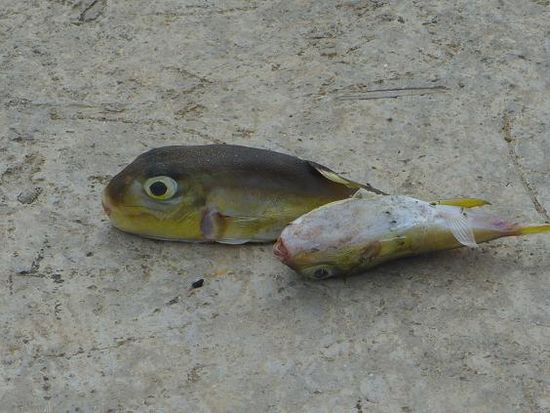 Die armen zwei Fische wurden einfach so liegengelassen! Mensch, warum schmeissen sie sie nicht einfach wieder ins Wasser?!? Werd ich nie kapieren, sowas ;-(
