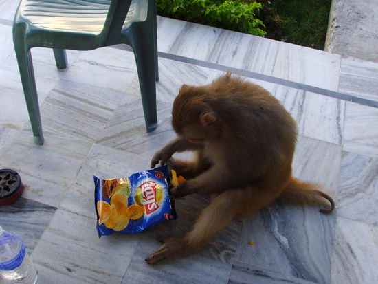 Der Bloedmann hat meine ganzen Chips gefuttert ... auch noch "Indian Masala Mix", extra spicy!