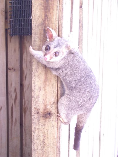 Opossum
