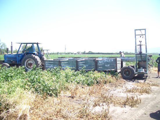 Beim Paprika ernten...