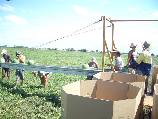 Bei der Melonenernte! Eine echte Erholung im Gegensatz zu Paprikas! Und man kann so viel essen wie man will. mhhhhhhhhh