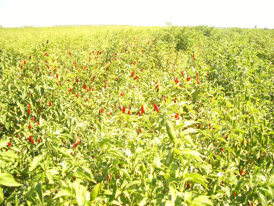 Chillis, Chillis u nochmals Chillis.... hier kann man sich gut neun Stunden am Tag beschaeftigen und pfluecken bis man umfaellt.