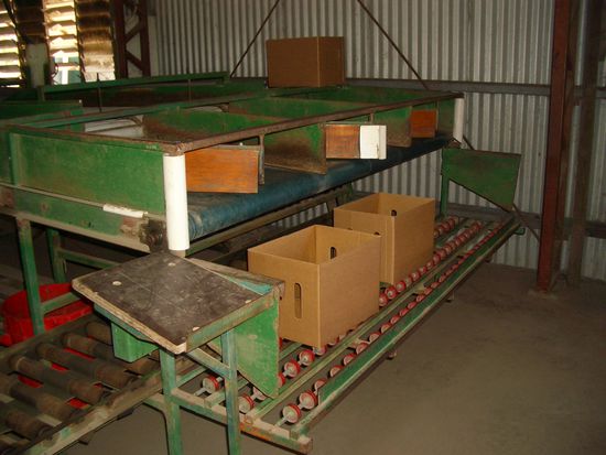 Hier werden die Paprikas sortier u verpackt.