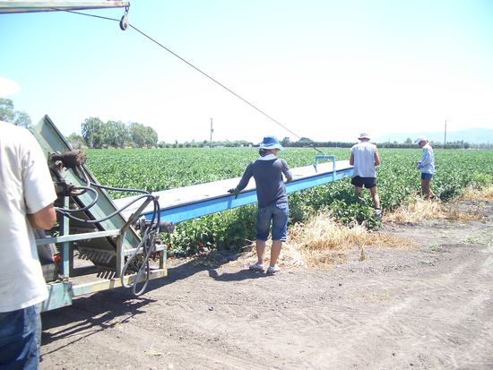 sie werden auf das Foerderband gelegt u auf dem Traktor gleich nach Farben sortiert!