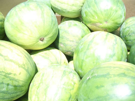 Wassermelonen ca. 20-30 kg schwer. Letztes Jahr hatte eine soger 45kg-Rekord.