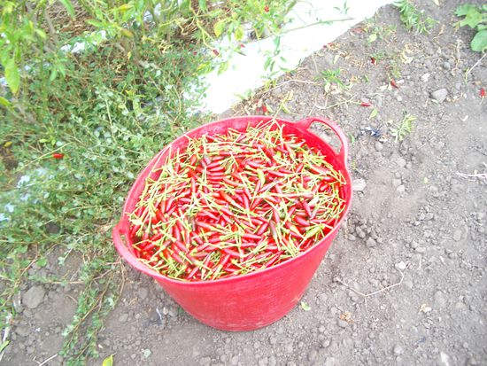 Die Chillis machten mich noch wahnsinnig man steht echt 10 Stunden auf dem Feld u hat gerade mal 3 von diesen Koerben voll! ahhhhhhhhhhhh