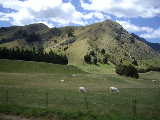 Schafe Schafe u nochmals Schafeeee !!! Es leben 4 Mill. Menschen in Neuseeland u es gibt 40 Mill. Schafe!!! 