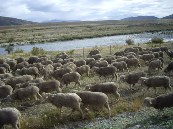 Schafe schafe u nochmals...