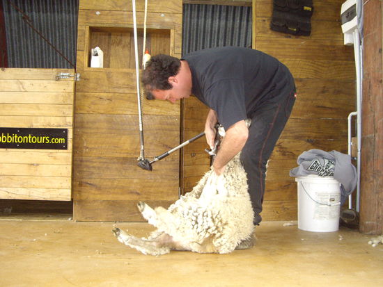 So werden in Neuseeland die Schafe gescheert!!! Er braucht anderhalb Minuten dafuer - hat er gemeint 