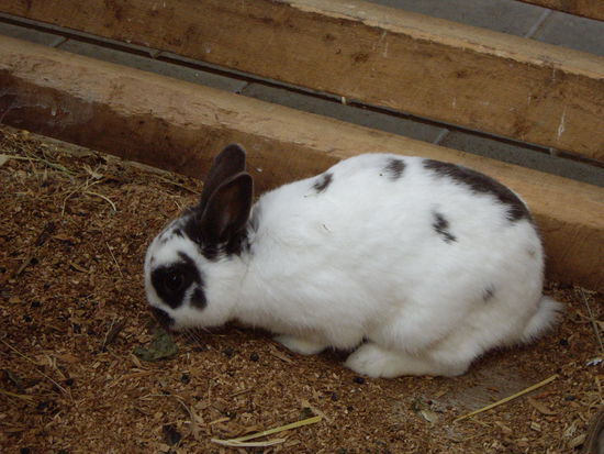 Hej Paps, so sehen die Kleinschecken in Neuseeland aus-naja 