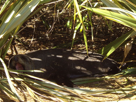Ein ziemlich mueder Seehund in Kaikoura
