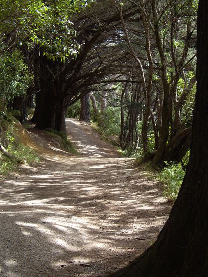 Forest (Dort wurde auch der erste Teil von Herr der Ringe gedreht)...