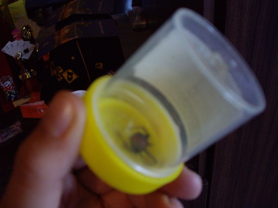 Unser kleines Haustier blieb auch zurueck (Redbackspider u anscheinend die 2. giftigste hier!)