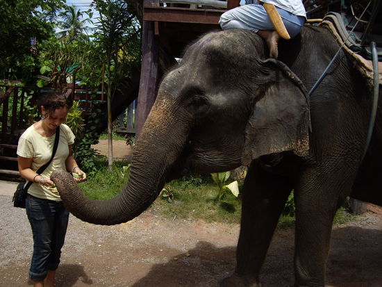 Elephanten gibt es ueberall in Thailand. Es werden viele Touren angeboten. Man kann sie auch fuettern-die sind immer hungrig. So ein Elephant frisst 300 kg am Tag u. kann ca. 100 Jahre alt werden.