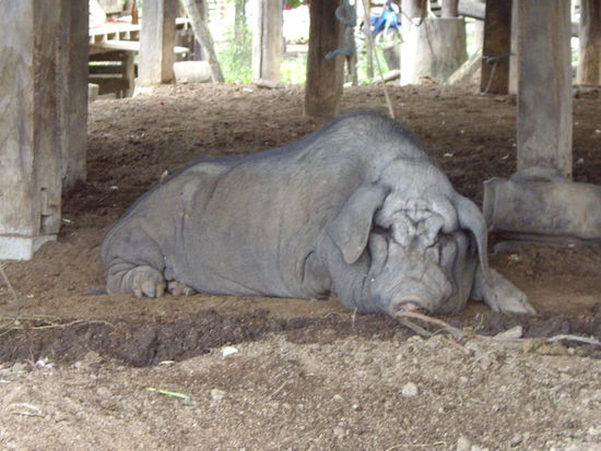 Fuer jeden Haushalt gibts auch ein anstaendiges Schwein 