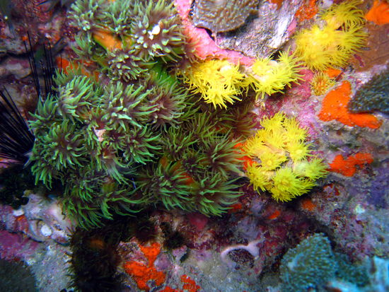 Die besten Tauchspots gibt es um die Insel Koh Tao...Ost-Thailand