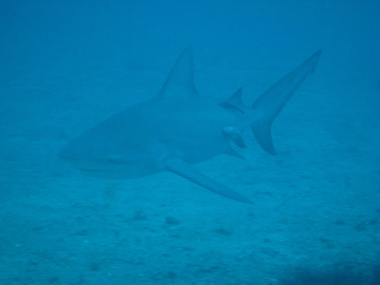 Der erste Hai wurde gesichtet, nicht allzu groß u er machte sich auch gleich wieder aus dem Staub.Also keine Panik u weiter gehts 