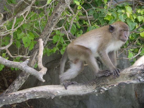 Affen in der "Monkey Bay"