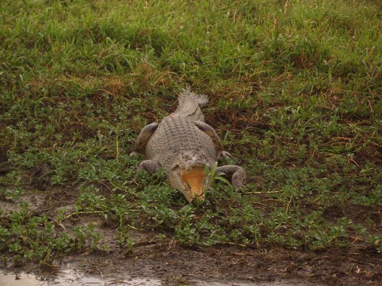 Auf einer Bootsfahrt auf dem "Yellow Water" bekamen wir das erste Kroko zu Gesicht.