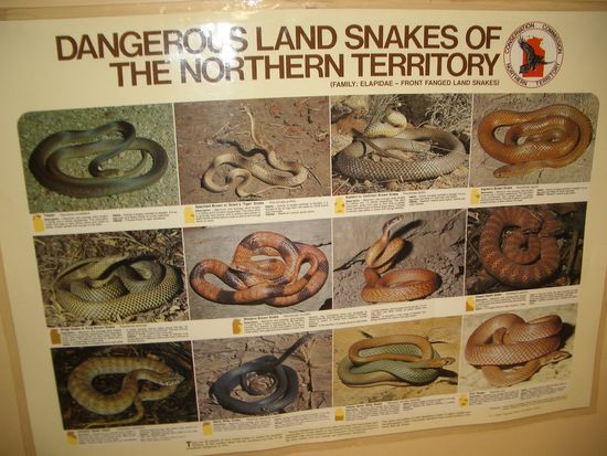 Hier eine kleine Uebersicht der giftigsten Schlangen in Australien ...