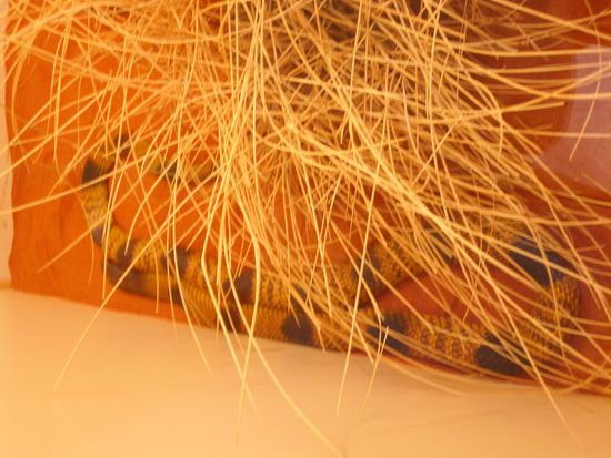 Western Brown Snake (zum Glueck hinter einer Scheibe) waere nicht so toll dieser im Outback zu begegnen.