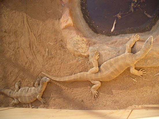 Perentie - Australiens groesste Eidechse