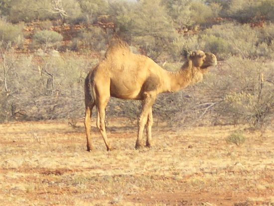 Wildes Kamel am Strassenrand!