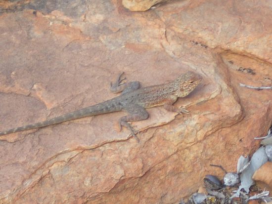 Little Lizard (Eidechse)