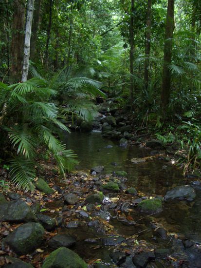 Der Regenwald noerdlich von Cairns