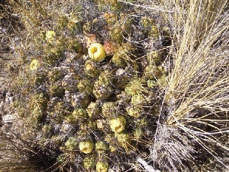 Blühender Kaktus: das Gebiet um den Titicaca-See, die nördliche Königskordillere und die angrenzenden
tropischen Waldgebiete bieten eine unglaubliche Artenvielfalt an Pflanzen und Tieren.
Der [f]Titicaca-See[/f] ist ein "world hotspot": ich wusste vor 15 Jahren ganz genau, warum ich mir dieses faszinierende Aktionsgebiet für meine Aktivitäten heraussuchte – und habe das bis heute nicht bereut.