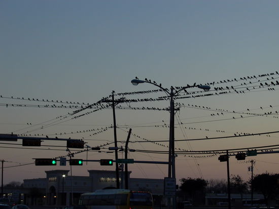 "Die Vögel" in Irving