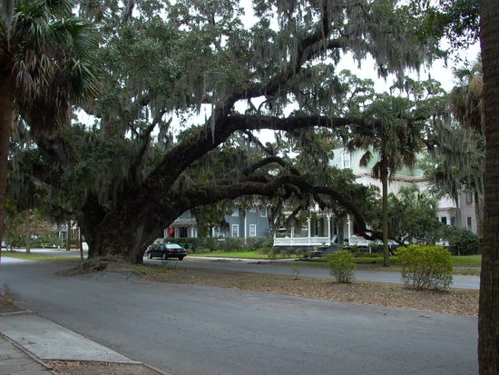 Bäume hängen in Brunswick über die Straße